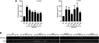 Impact of the Breakpoint Region on the Leukemogenic Potential and the TKI Responsiveness of Atypical BCR-ABL1 Transcripts